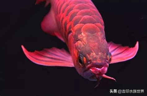 金龍魚風水|龍魚的風水意義和飼養講究